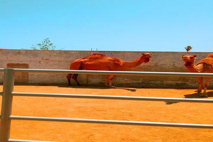 Camellos del...