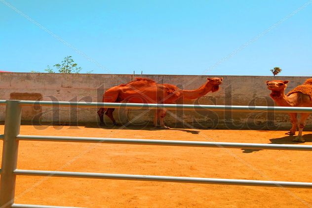 Camellos del Hipódromo.
