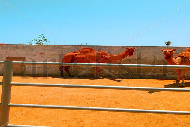 Camellos del Hipódromo. Naturaleza Color (Digital)