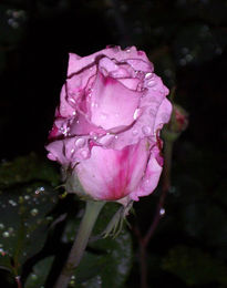 Rosa y la Lluvia