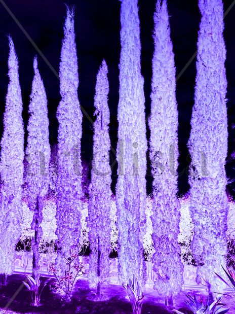Arboles de cristal.