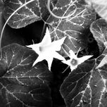 Flores de calabaza thumbnail 2