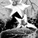 Flores de calabaza thumbnail 1