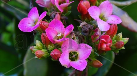 Pink Flower