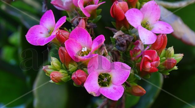 Pink Flower