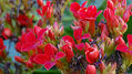 Red Flowers