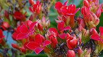 Red Flowers