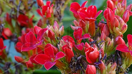Red Flowers