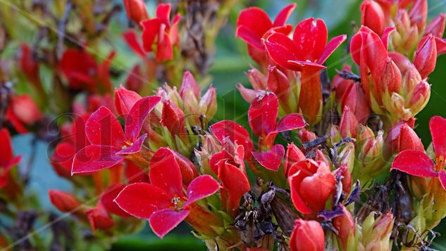 Red Flowers Nature Color (Digital)