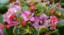 Wet pink flowers