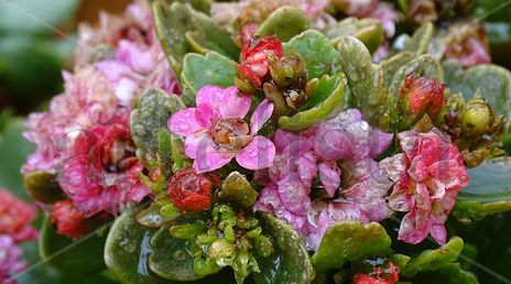 Wet pink flowers