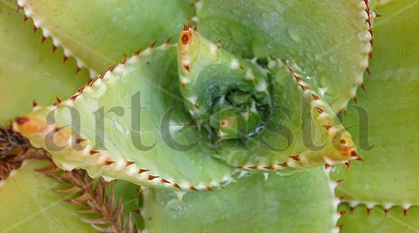 Green Aloe Vera