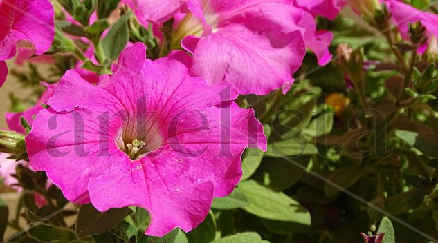 Big pink flowers Nature Color (Digital)