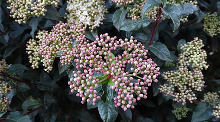 Ball flowers