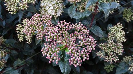 Ball flowers