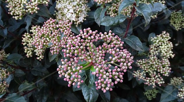 Ball flowers