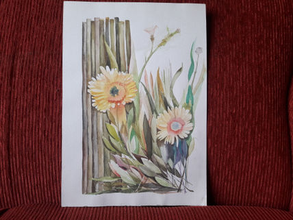 Gerberas