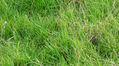 Green grass