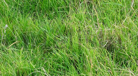 Green grass