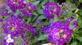 purple flowers