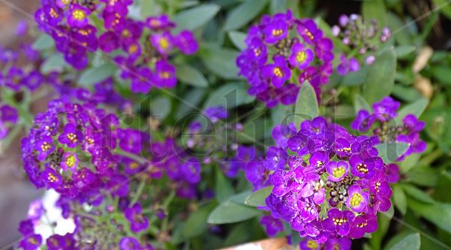 purple flowers