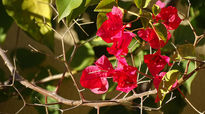 Red and green flower