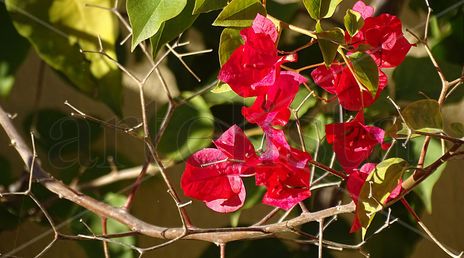 Red and green flower