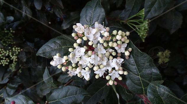 White ball flower Nature Color (Digital)