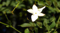 White flower