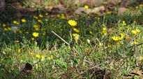 Yellow flowers