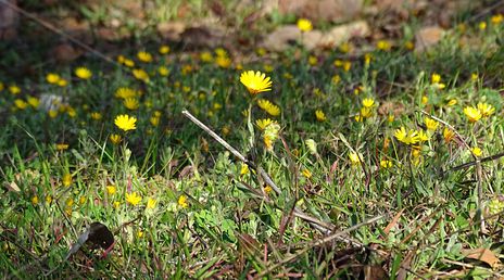Yellow flowers