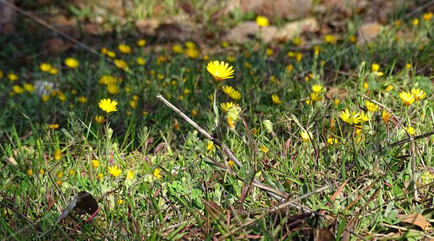 Yellow flowers