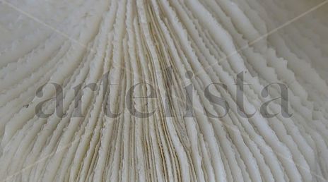 White coral