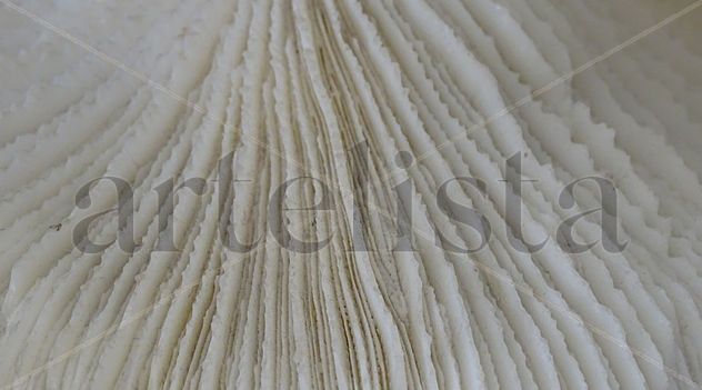 White coral