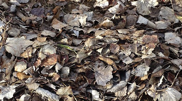 Dry leaves Nature Color (Digital)