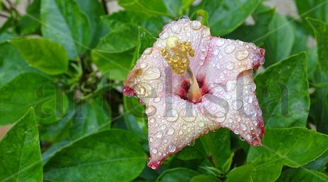 Beautiful flower