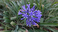 Pretty purple flower