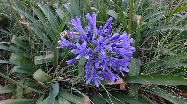 pretty purple flower