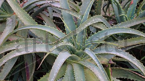 Plant green