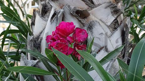 Palm and flower