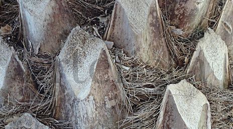 Palm bark
