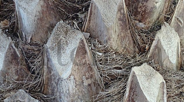 Palm bark