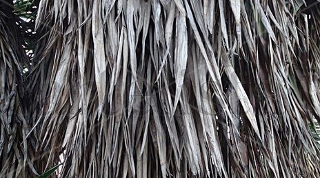 Gray leaves