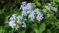 Lilac flowers