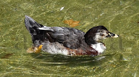 Duck