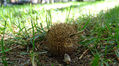 Tree ball