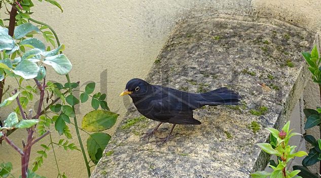 Black bird Naturaleza Color (Digital)