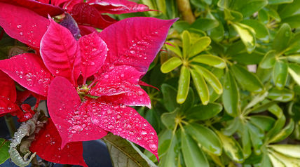 Easter flower