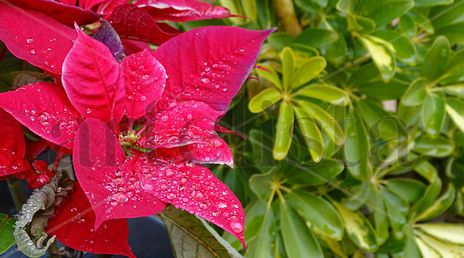Easter flower