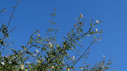 Jasmine in the sky